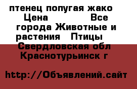 птенец попугая жако  › Цена ­ 60 000 - Все города Животные и растения » Птицы   . Свердловская обл.,Краснотурьинск г.